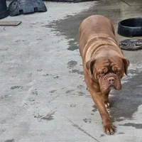 Tara, a female Dogue de Bordeaux for sale in Milwaukee, WI – Photo 2 of 4