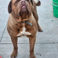 Tara, a female Dogue de Bordeaux for sale in Milwaukee, WI – Photo 3 of 4