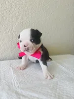 Girl 1, a female Boston Terrier for sale in San Antonio, TX – 6 of 6