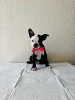 Girl 4 , a female Boston Terrier for sale in San Antonio, TX – 2 of 9