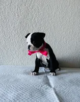 Girl 4 , a female Boston Terrier for sale in San Antonio, TX – 6 of 9