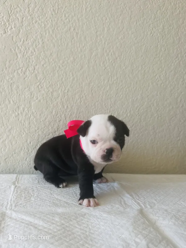 Girl 4  – Boston Terrier puppy for sale in San Antonio, TX