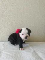 Girl 4 , a female Boston Terrier for sale in San Antonio, TX – 1 of 9
