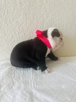 Girl 4 , a female Boston Terrier for sale in San Antonio, TX – 9 of 9