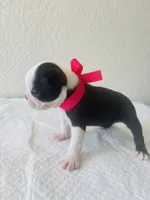 Girl 3 , a female Boston Terrier for sale in San Antonio, TX – 8 of 9