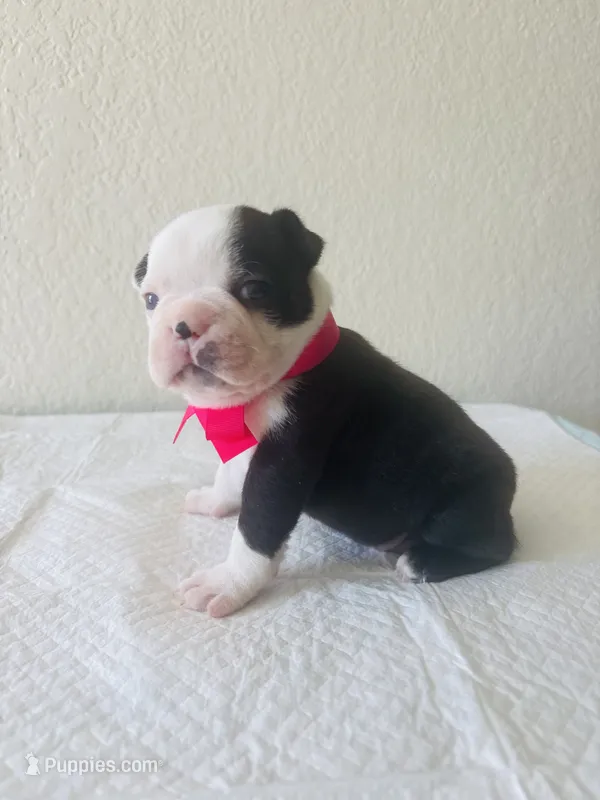 Girl 1 – Boston Terrier puppy for sale in San Antonio, TX