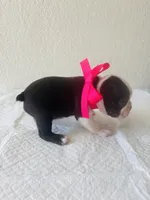 Girl 3 , a female Boston Terrier for sale in San Antonio, TX – 4 of 9