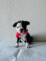 Girl 2 , a female Boston Terrier for sale in San Antonio, TX – 6 of 9