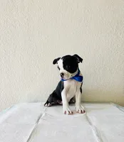 Boy 1, a male Boston Terrier for sale in San Antonio, TX – 3 of 9