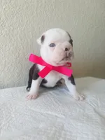 Girl 1, a female Boston Terrier for sale in San Antonio, TX – 2 of 6