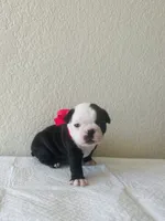 Girl 4 , a female Boston Terrier for sale in San Antonio, TX – 7 of 9