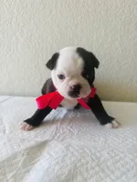 Girl 4 , a female Boston Terrier for sale in San Antonio, TX – 6 of 9