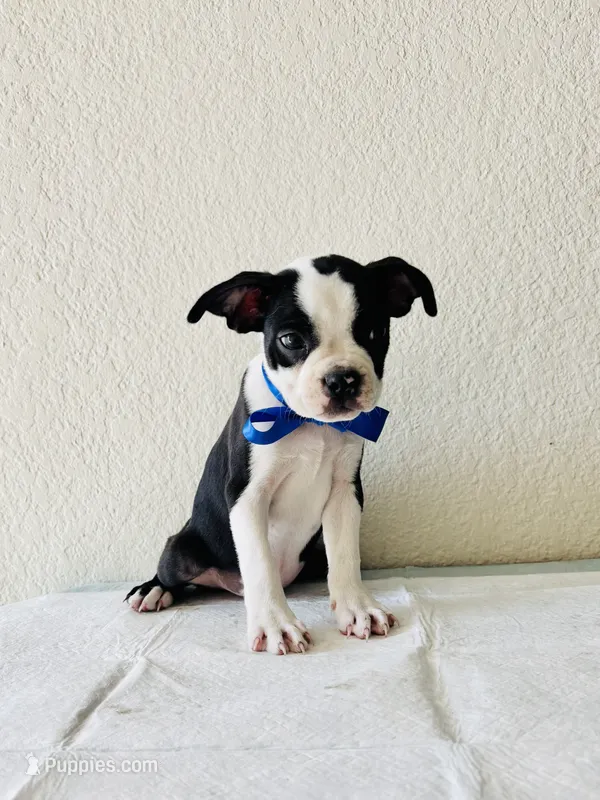 Boy 1 – Boston Terrier puppy for sale in San Antonio, TX