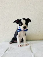 Boy 1, a male Boston Terrier for sale in San Antonio, TX – 1 of 9