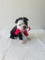 Girl 2 , a female Boston Terrier for sale in San Antonio, TX – 4 of 6