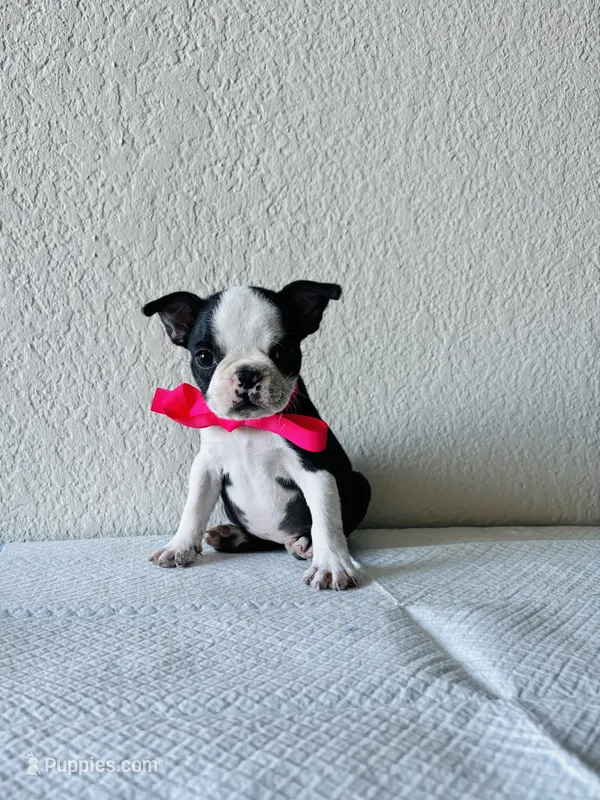 Girl 3/hold – Boston Terrier puppy for sale in San Antonio, TX