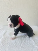 Girl 2 , a female Boston Terrier for sale in San Antonio, TX – 6 of 6