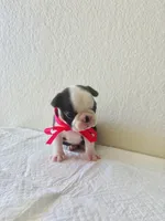 Girl 3 , a female Boston Terrier for sale in San Antonio, TX – 6 of 9