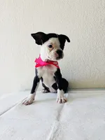 Girl 2 , a female Boston Terrier for sale in San Antonio, TX – 3 of 9