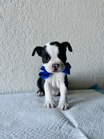 Boy 1, a male Boston Terrier for sale in San Antonio, TX – 5 of 9