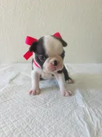 Girl 3 , a female Boston Terrier for sale in San Antonio, TX – 5 of 9