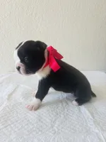 Girl 2 , a female Boston Terrier for sale in San Antonio, TX – 3 of 6