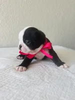 Girl 4 , a female Boston Terrier for sale in San Antonio, TX – 3 of 9
