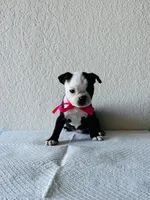 Girl 4 , a female Boston Terrier for sale in San Antonio, TX – 7 of 9