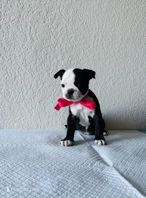 Girl 4  – Boston Terrier puppy for sale in San Antonio, TX