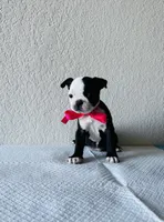 Girl 4 , a female Boston Terrier for sale in San Antonio, TX – 5 of 9