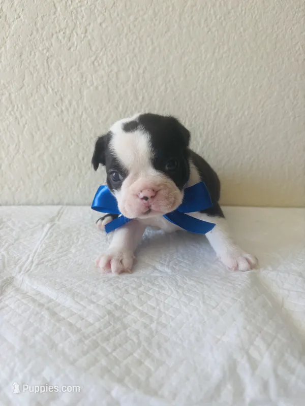 Boy 1 – Boston Terrier puppy for sale in San Antonio, TX