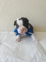 Boy 1, a male Boston Terrier for sale in San Antonio, TX – 1 of 4