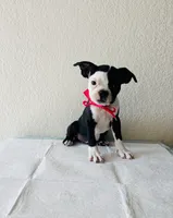 Girl 2 , a female Boston Terrier for sale in San Antonio, TX – 1 of 9