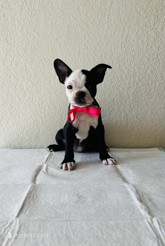 Girl 4  – Boston Terrier puppy for sale in San Antonio, TX