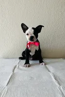Girl 4 , a female Boston Terrier for sale in San Antonio, TX – 1 of 9
