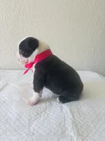 Girl 1, a female Boston Terrier for sale in San Antonio, TX – 4 of 6