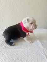 Girl 1, a female Boston Terrier for sale in San Antonio, TX – 3 of 6