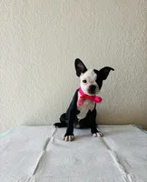 Girl 4 , a female Boston Terrier for sale in San Antonio, TX – 4 of 9