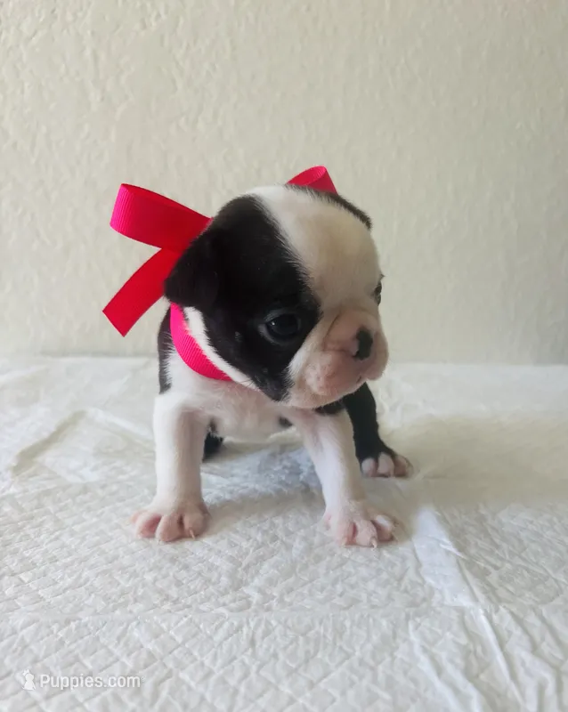 Girl 3  – Boston Terrier puppy for sale in San Antonio, TX