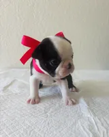 Girl 3 , a female Boston Terrier for sale in San Antonio, TX – 1 of 9