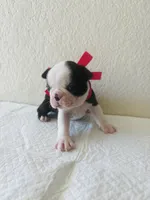 Girl 3 , a female Boston Terrier for sale in San Antonio, TX – 9 of 9