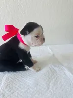 Girl 2 , a female Boston Terrier for sale in San Antonio, TX – 5 of 6