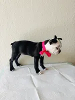 Girl 4 , a female Boston Terrier for sale in San Antonio, TX – 3 of 9