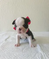 Girl 3 , a female Boston Terrier for sale in San Antonio, TX – 7 of 9