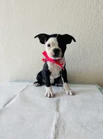 Girl 2 , a female Boston Terrier for sale in San Antonio, TX – 2 of 9