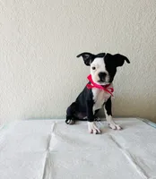 Girl 2 , a female Boston Terrier for sale in San Antonio, TX – 4 of 9