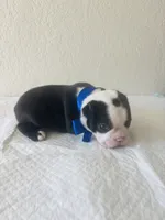 Boy 1, a male Boston Terrier for sale in San Antonio, TX – 3 of 4
