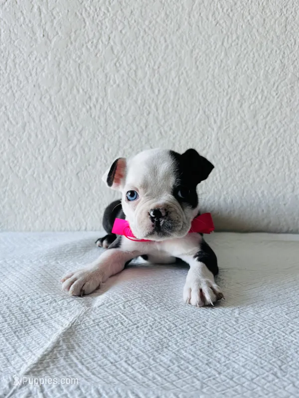 Girl 1/hold – Boston Terrier puppy for sale in San Antonio, TX