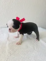 Girl 3 , a female Boston Terrier for sale in San Antonio, TX – 2 of 9