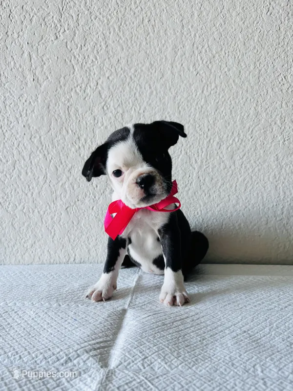 Girl 2  – Boston Terrier puppy for sale in San Antonio, TX